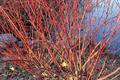 زغال اخته ی ساقه قرمز یا بید قرمز